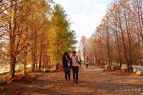 Search for text in url. 【台中后里】泰安落羽松新秘境｜落羽松正火紅，浪漫場景好像來到國外，近泰安國小,泰安派出所!(2017.12.26 ...