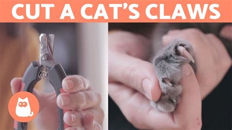 It is simply not worth the risk of injury to either of you. How to Cut a Cat's Nails? 🐱 STEP-BY-STEP Guide - YouTube