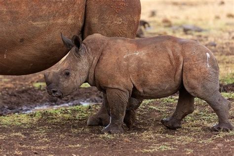 Top Ten Cutest African Animal Babies Earth Rangers Wild Wire Blog
