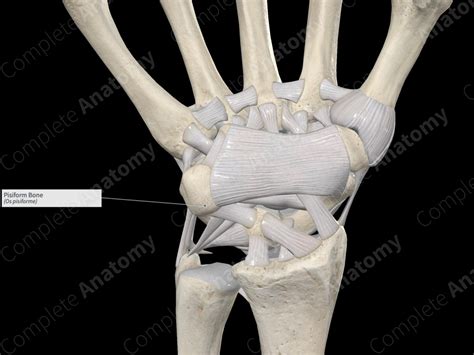 Pisiform Bone Complete Anatomy