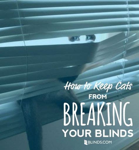 While we recommend you use trained professionals to repair your windows, there. How to Keep Cats from Breaking Blinds | Blinds for windows ...