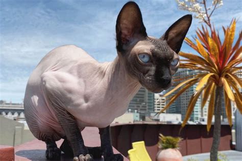 Sphynx Vs Siamese Cat Character Comparison Wise Kitten