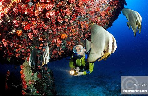 Longfin Batfish And Scuba Diver Stock Photo