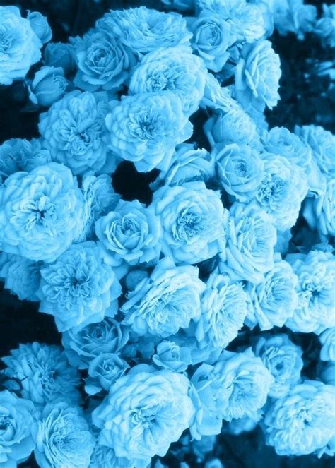 Freetoedit Blue Aesthetic Flowers Flower Background Bac