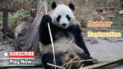 【super Panda】episode 349 Pandas Start Outdoor Exploration Ipanda