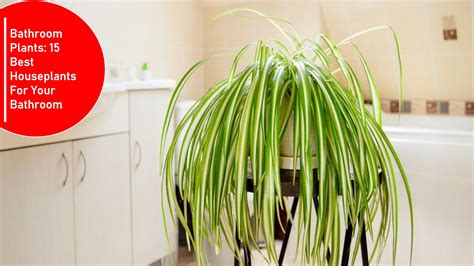 Bathroom Plants 15 Best Houseplants For Your Bathroom Ankit Kapoor