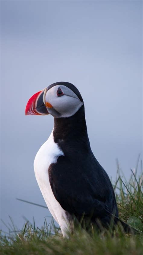 1080x1920 1080x1920 Birds Puffin Animals For Iphone 6 7 8