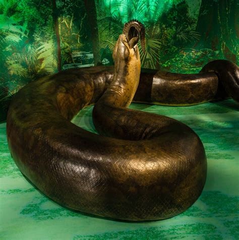Titanoboa The 48 Foot Monster Snake Slithers Into The Natural History