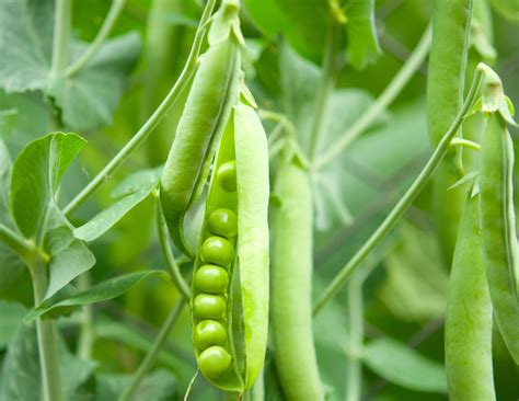 Sweet peas are fragrant annual flowers. Planting and Growing Peas | Kellogg Garden Organics™