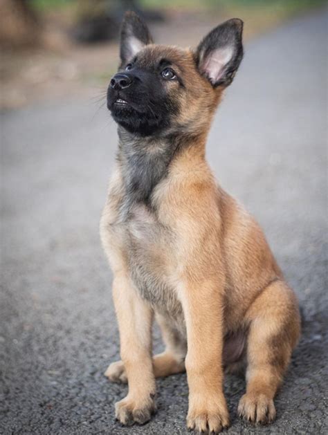 Adorable Belgian Shepherd Puppy Trains To Be Police K In Estonia