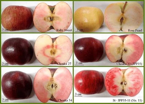 The white flesh inside is succulent and has a very distinct flavor. Mature fruits of red-fleshed apples produced at Nagano ...