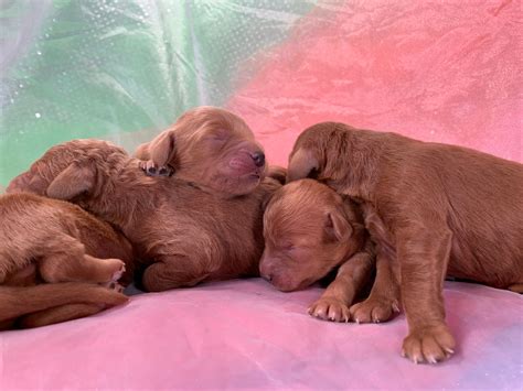 Miniature Goldendoodle Litter Dark Red Puppies For Sale Iowa Breeder