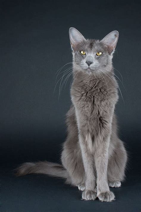 The oriental longhair is a domestic cat, belonging to the siamese breed. Oriental Longhair | Cats, Beautiful cats, Warrior cats