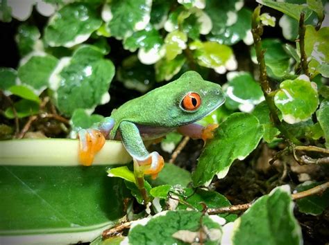 Red Eyed Tree Frog Habitat