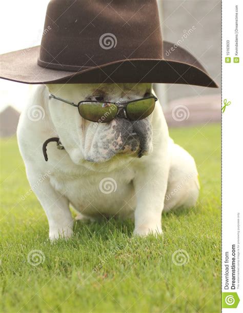 English Bull Dog With Hat And Sunglasses Stock Image Image Of English