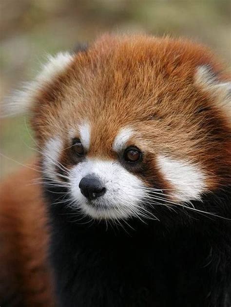 32 Best Red Panda Images On Pinterest Wild Animals Red
