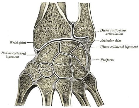 Wrist Sprain Statpearls Ncbi Bookshelf