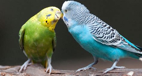 Parakeets Can Catch Yawns From Their Neighbors Science News
