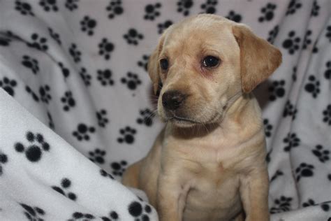 Yellow Labrador Retriever Puppy Here Is A Female Offered At