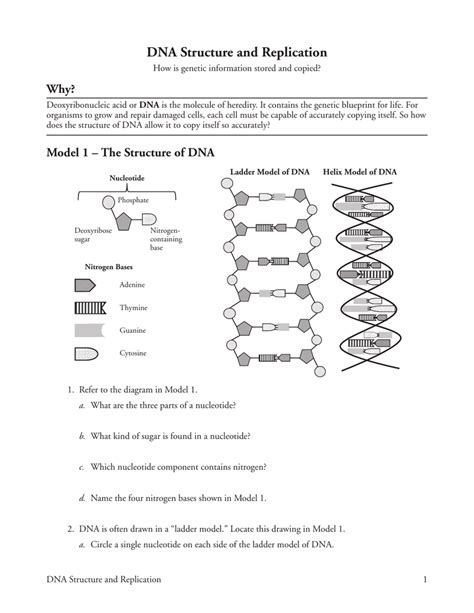Nucleotide structure dna and replication worksheet answers awesome business ib dna structure replication review. worksheet. Dna The Molecule Of Heredity Worksheet Key ...