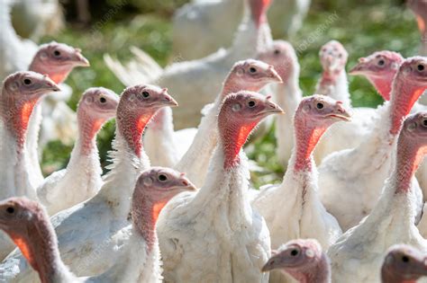 Flock Of Turkeys On A Farm Stock Image C0519670 Science Photo