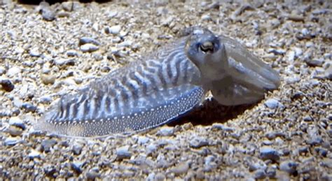 Cuttlefish GIF - Find & Share on GIPHY