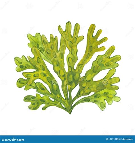 Watercolor Marine Algae Stock Illustration Illustration Of Painting