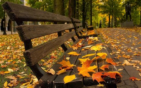Wallpaper Sunlight Fall Leaves Bench Pavements Tree Autumn
