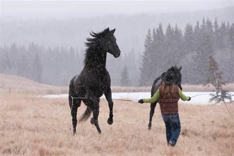 Liberty Horse Training Via Heartland Awesome Bonds Between Horse And