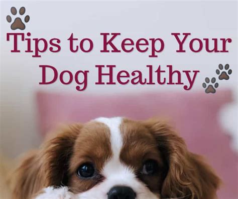 Top Tips To Keep Your Dog Healthy This Mama Loves