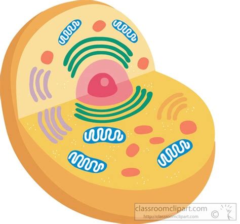Science Clipart Animal Cell With Organelles Clipart 81422 Classroom