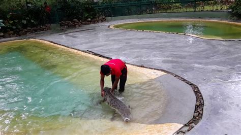 Beberapa bulan lepas ikea malaysia telah membuka laman online shopping kepada semua penduduk malaysia. #VLOG DANGEROUS CROCODILE !! BAHAYA !!! BUAYA TERBESAR DI ...