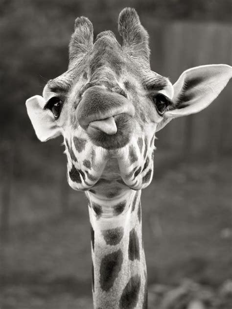 Image sized to fit a popular social media timeline photo placeholder. Funny, adorable giraffe! #photography #giraffe # ...