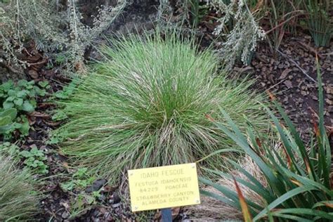Festuca Idahoensis Roemers Fescue Blue Bunchgrass 250 Seeds Etsy