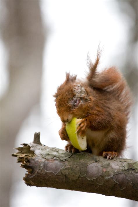 Red Squirrels In The News This January Scottish Wildlife Trust