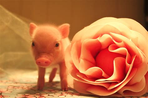 Meet Paisley Rose Available Pigletshtml