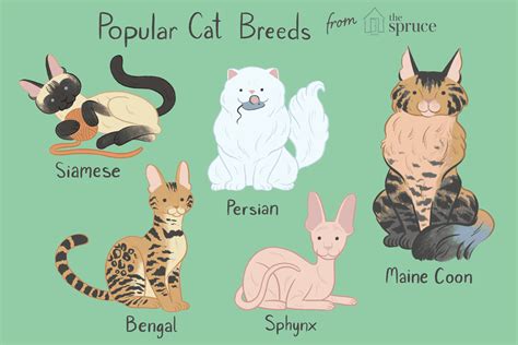 12 Most Popular Cat Breeds