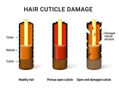 Essential Things The Media Hasnt Told You About Hair Cuticle Damage
