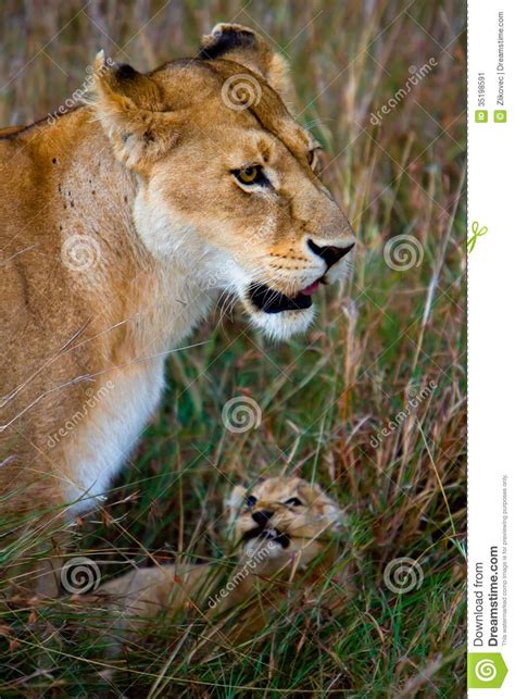 Lioness With Her Cub In Savannah Stock Image Image Of Kenya Wildlife
