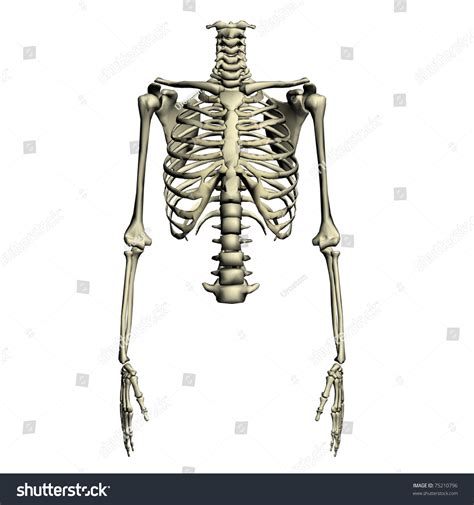 Human Torso Skeletal System Stock Photo 75210796 Shutterstock
