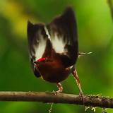 Photos of Cornell University Birds Of North America Online