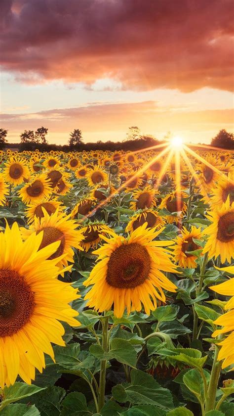 Imágenes De Girasoles Para Descargar ¡gratis Sunflower Iphone