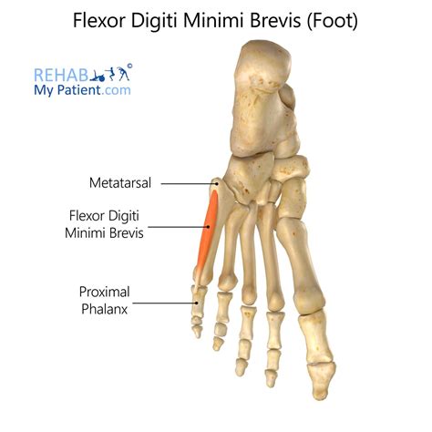 Flexor Digiti Minimi Brevis Foot Rehab My Patient