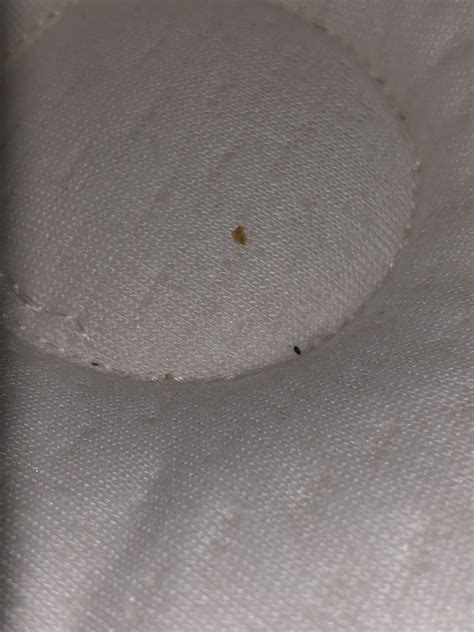 Does This Look Like Bed Bug Poop And Shedding Bedbugs