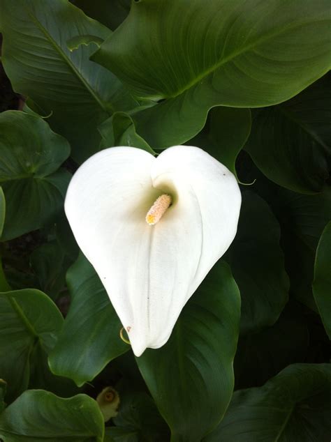 Heart Shaped Calla Lily Calla Lily Cottage Garden Heart Shapes Plant