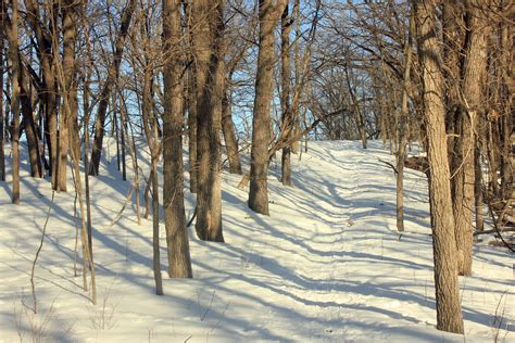 Free Images Tree Forest Branch Snow Winter Wood Hiking Trail