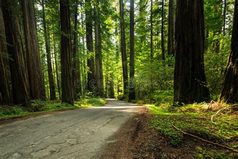 Narrow Road Passes Through Redwood Forest Stock Image Image Of Hiking