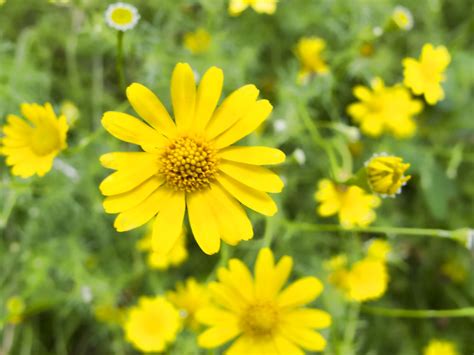 A google ingyenes szolgáltatása azonnal lefordítja a szavakat, kifejezéseket és weboldalakat a magyar és több mint 100 további nyelv kombinációjában. 20130417_St Petersburg_2937 Sunken Gardens | Yellow ...