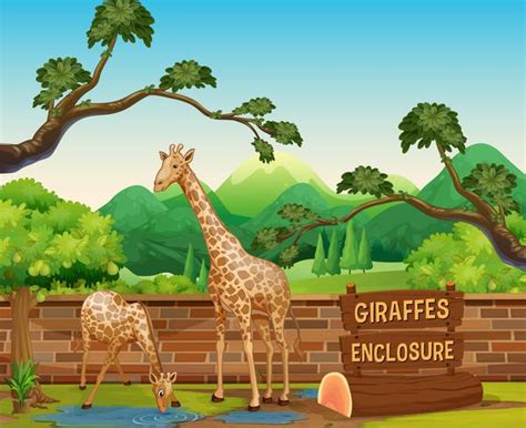 Two Giraffes In The Zoo 432379 Vector Art At Vecteezy