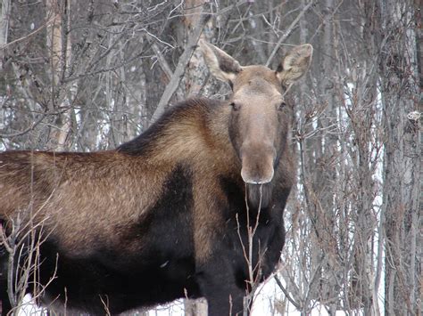 These 7 Animals Know How To Survive A Minnesota Winter